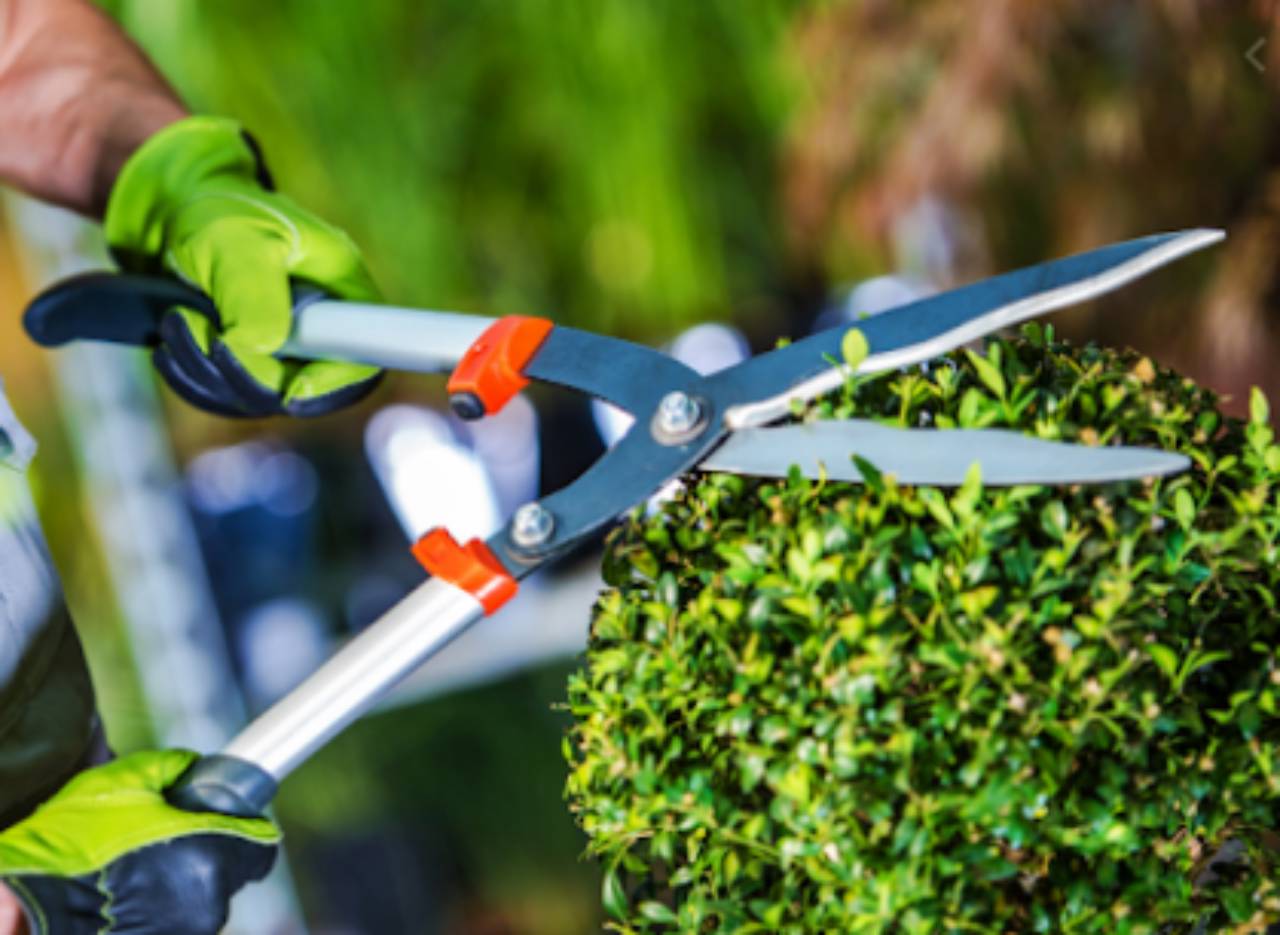 tudo o que você precisa saber sobre ferramentas de jardinagem